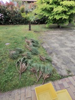 GFN 64-40 - Chenilles processionnaires
