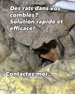 GFN 64-40 - Rats